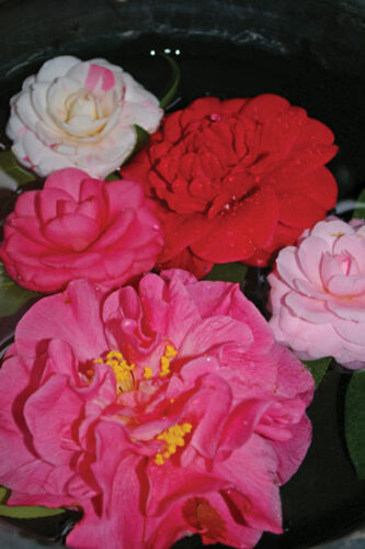 category article image